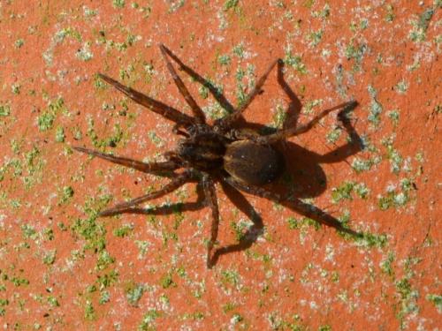 Pardosa sp.